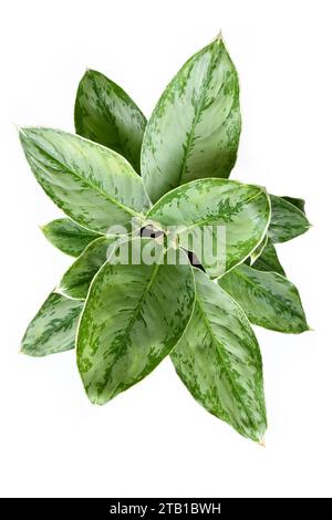 Blick von oben auf die exotische „Aglaonema Royal Diamond“ Zimmerpflanze mit silbernem Muster auf Blättern auf weißem Hintergrund Stockfoto