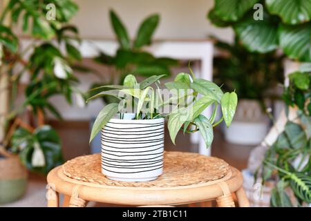 Tropische Zimmerpflanze 'Epipremnum pinnatum Cebu Blue' mit silberblauen Blättern im Blumentopf auf dem Tisch im Wohnzimmer Stockfoto