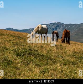 Wilde Pferde auf der Wiese in Karpaten in Rumänien - Landschaft am Gipfel des Osela-Hügels im Valcan-Gebirge Stockfoto