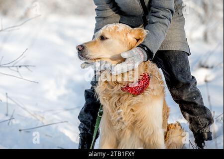 Weibliche Hände in Handschuhen Halten Sie im Winter Einen goldenen Retriever, umgeben von viel Schnee Stockfoto