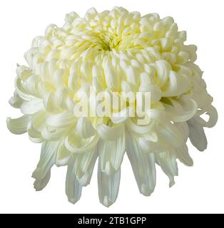 Eine weiße Chrysanthemenblume isoliert auf weißem Hintergrund. Isolieren Sie eine große Blume mit Beschneidungspfad. Taipei Chrysantheme Ausstellung. Stockfoto