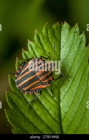 Eine Nahaufnahme eines Graphosoma lineatum mit einem orange-schwarz gestreiften Körper auf einem grünen Blatt. Stockfoto