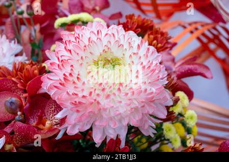 Rot (Magenta) und weiß blühende Chrysanthemen. Nahaufnahme von schönen Blumen. Taipei Chrysantheme Ausstellung. Stockfoto