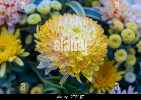 Gelbe und weiße Chrysanthemen mit Blumen verschiedener Größe. Nahaufnahme von schönen Blumen. Taipei Chrysantheme Ausstellung. Stockfoto