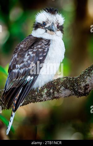 Lachendes Kookaburra-Paar (Dacelo novaeguineae) auf einem Ast. New South Wales, Australien Stockfoto