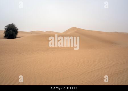 Al Qudra leeres Viertel nahtlose Wüste sahara in Dubai VAE im Nahen Osten mit Windwegen und Sandhügeln unter grauem bewölktem Himmel Stockfoto