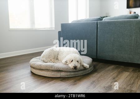 Weißer goldener Doodle-Hund liegt auf dem Hundebett im Familienzimmer zu Hause Stockfoto