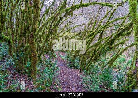 Der Wald der moosigen Bäume (Farfa, Italien) Stockfoto