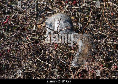 Ein graues Eichhörnchen, das sich an einem Weißdornbaum ernährt, Warwickshire, Großbritannien Stockfoto