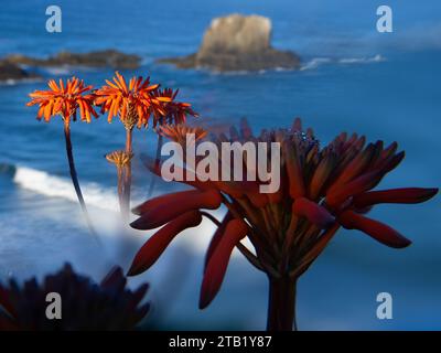 Aloe candelabro. Rote Blumen in Zambujeira do Mar Stockfoto