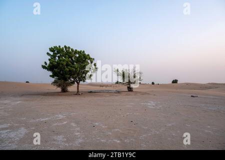 Einsame Bäume Al Qudra leeres Viertel nahtlose Wüste sahara in Dubai VAE im Mittleren Osten mit Windwegen und Sandhügeln grau bewölktem Himmel Stockfoto