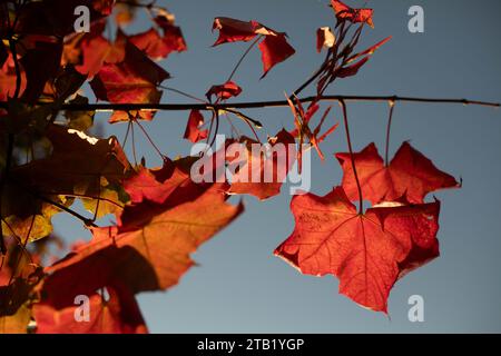 Rotes Ahornblatt. Herbstfarben. Ahornblatt hängt an einem Ast. Stockfoto