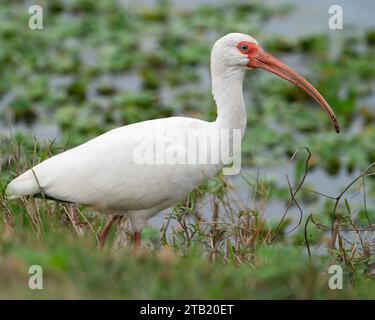 Ein weißer Ibis, der an einem Sumpfgebiet entlang läuft. Stockfoto