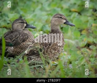 Zwei Blaugeflügelte Teals in einem Marsh Stockfoto