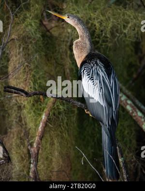 Eine Anhinga in einem Sumpf Stockfoto