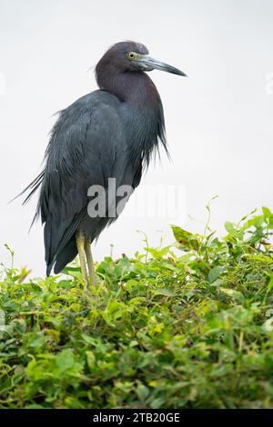 Ein kleiner Blaureiher hockte auf Stockfoto