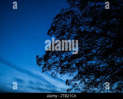 Silhouette Oak Tree in der Abenddämmerung, Caversham, Reading, Berkshire, England. Stockfoto