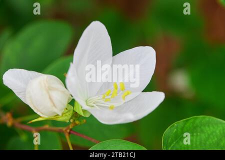 Nahaufnahme der weißen Bauhinia x blakeana Blüte in Blüte Stockfoto