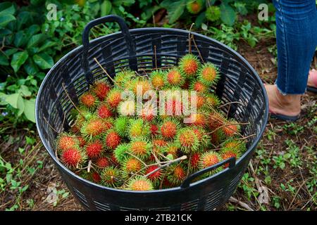 Reifer Rambutan im Obstkorb Stockfoto