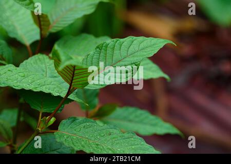 Nahaufnahme der Regentropfen auf mitragyna speciosa oder Kratom Blatt Stockfoto