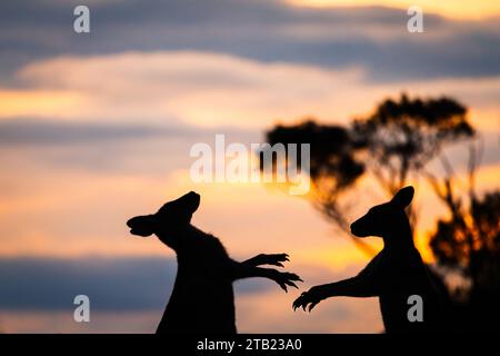 Kängurus kämpfen bei Sonnenuntergang Stockfoto