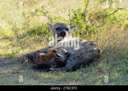 Eine Mutter Spotted Hyena ernährt ihre Jungen in Südafrika Stockfoto