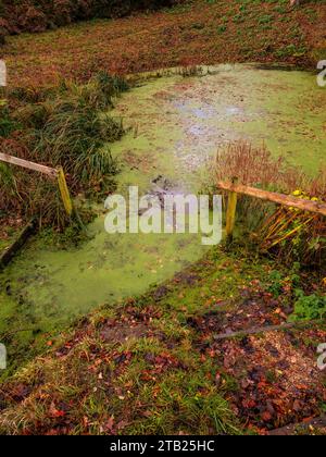 Teich für Wildtiere, Wallingford Castle Gardens and Meadows, Wallingford, Oxfordshire, England, Vereinigtes Königreich, GB Stockfoto