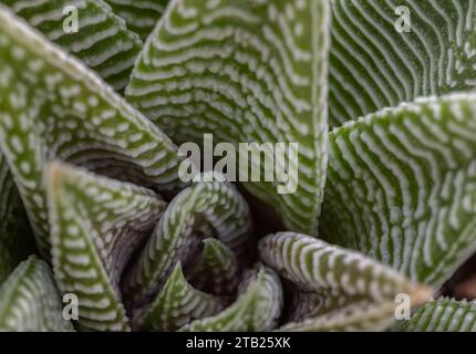 Detail von Haworthia limifolia (Spider White) mit grüner Basis und einem einzigartigen weißen Muster. Haworthia Zebra pl. Ist eine einzigartige immergrüne Sukkulenten Pflanze, Haworthia Zebra pl Stockfoto