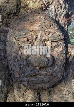 Nahaufnahme des Großvaterbaums. Der Baum sieht aus wie das Gesicht des Menschen, das Konzept der Pflege und des Umweltschutzes. Platz für Text, selektiver Fokus. Stockfoto