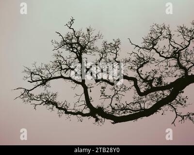 Gruseliger Scary Tree, der nach dem Himmel greift, Wallingford Castle Meadows, Wallingford, Oxfordshire, England, GROSSBRITANNIEN, GB. Stockfoto