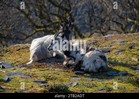 Wilde Bergziegen im Dinorwig-Steinbruch oberhalb von Llanberis im Snowdonia-Nationalpark in Nordwales. Stockfoto