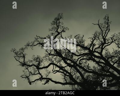 Gruseliger Scary Tree, der nach dem Himmel greift, Wallingford Castle Meadows, Wallingford, Oxfordshire, England, GROSSBRITANNIEN, GB. Stockfoto