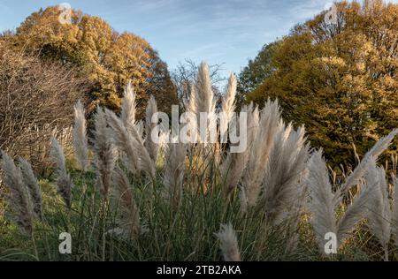 Das faszinierende Gefieder der Blumen des Pampas-Grases im Park. Weiße cremefarbene flauschige Blumen von Cortaderia selloana, ist ein schönes blühendes Gras für Stockfoto