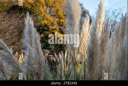 Das faszinierende Gefieder der Blumen des Pampas-Grases im Park. Weiße cremefarbene flauschige Blumen von Cortaderia selloana, ist ein schönes blühendes Gras für Stockfoto