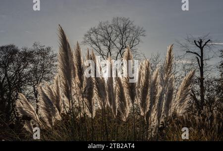 Die Blüten des Pampasgrases mit Randlichteffekt des Sonnenlichts Naturhintergrundes. Silhouette der weißen cremefarbenen flauschigen Blumen von Cortaderia sello Stockfoto