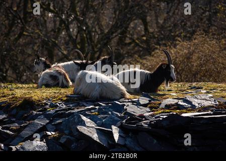 Wilde Bergziegen im Dinorwig-Steinbruch oberhalb von Llanberis im Snowdonia-Nationalpark in Nordwales. Stockfoto