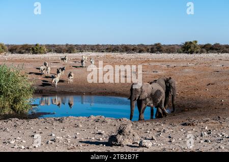 Afrikanische Elefanten, Zebras und Antilopen treffen in der Nähe von einem Wasserloch im Etosha National Park, Namibia. Stockfoto