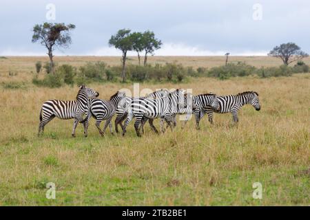 Ein Foto einer Zebraherde, die in offener Savanne vor blauem Hintergrund spaziert. Stockfoto