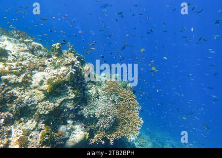 Indonesien Alor Island - Meeresleben Korallenriff mit tropischen Fischen Stockfoto