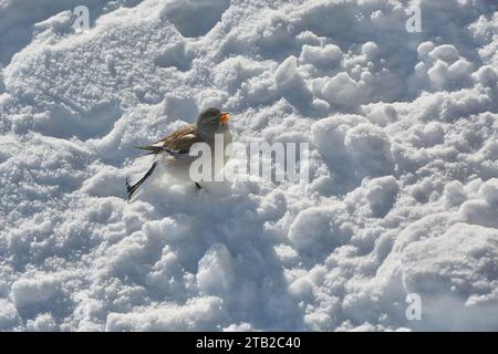 Vogel, der im Winter nach Nahrung sucht, weißgeflügelter Schneeschinke Stockfoto