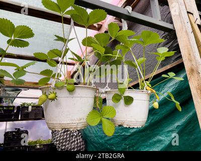 Erdbeerkeimlinge in Bechern auf dem Markt. Stockfoto