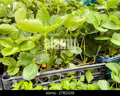 Erdbeerkeimlinge in Bechern auf dem Markt. Stockfoto