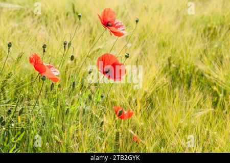 Der schöne rote Mohn auf einem grünen Feld Stockfoto
