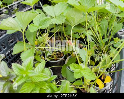 Erdbeerkeimlinge in Bechern auf dem Markt. Stockfoto