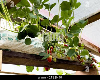 Erdbeerkeimlinge in Bechern auf dem Markt. Stockfoto