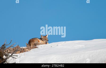 Kojote, der auf einem schneebedeckten Hügel in Yellowstone ruht Stockfoto