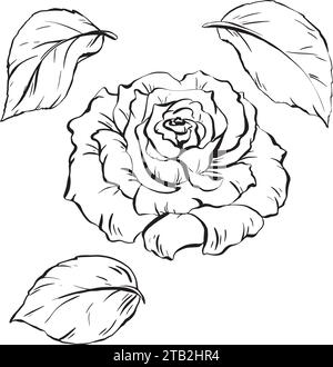 Blume und Blätter. Realistische handgezeichnete offene Rosenknospe mit Konturen als Gestaltungselement. Für Grußkarten und Hochzeitseinladungen. Vektor Stock Vektor