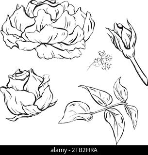 Tinte: Ein Satz von Rosenblüten, Knospen, Blüten und sich entfaltenden Blütenblättern. Rosenbusblätter und Waldgänseblümchen. Schönheit floraler Elemente in einem harmonischen und Stock Vektor