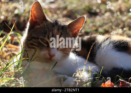 Schöne Tiere in der Natur Stockfoto