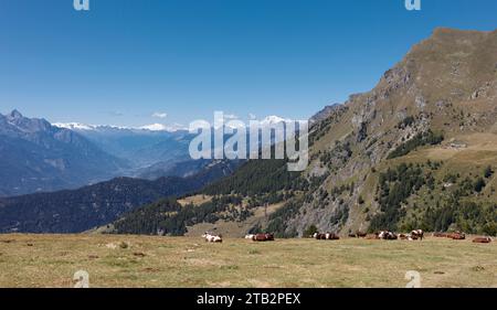 Weidewiese mit ruhenden Kühen. Im Hintergrund, rechts, Mont Blanc (Ayas-Tal, Aostatal, Italien). Stockfoto